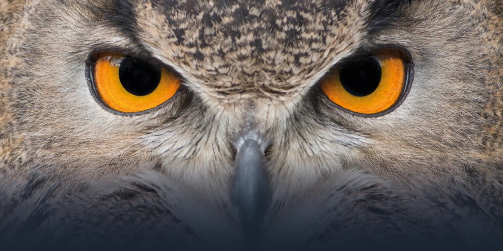 Close-up of a Eurasian eagle-owl, the hubro, the bird the system is named after